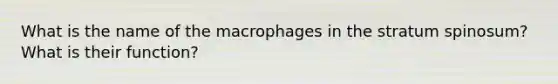 What is the name of the macrophages in the stratum spinosum? What is their function?