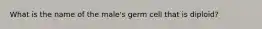 What is the name of the male's germ cell that is diploid?