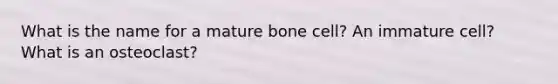 What is the name for a mature bone cell? An immature cell? What is an osteoclast?