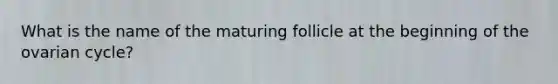 What is the name of the maturing follicle at the beginning of the ovarian cycle?
