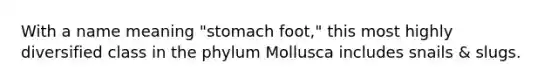 With a name meaning "stomach foot," this most highly diversified class in the phylum Mollusca includes snails & slugs.