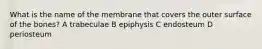 What is the name of the membrane that covers the outer surface of the bones? A trabeculae B epiphysis C endosteum D periosteum