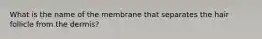 What is the name of the membrane that separates the hair follicle from the dermis?