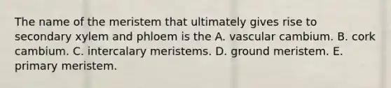 The name of the meristem that ultimately gives rise to secondary xylem and phloem is the A. vascular cambium. B. cork cambium. C. intercalary meristems. D. ground meristem. E. primary meristem.