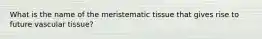 What is the name of the meristematic tissue that gives rise to future vascular tissue?