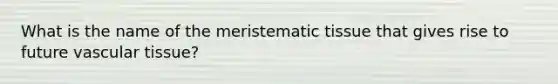 What is the name of the meristematic tissue that gives rise to future vascular tissue?