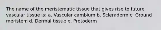 The name of the meristematic tissue that gives rise to future vascular tissue is: a. Vascular cambium b. Scleraderm c. Ground meristem d. Dermal tissue e. Protoderm