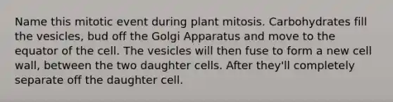 Name this mitotic event during plant mitosis. Carbohydrates fill the vesicles, bud off the Golgi Apparatus and move to the equator of the cell. The vesicles will then fuse to form a new cell wall, between the two daughter cells. After they'll completely separate off the daughter cell.