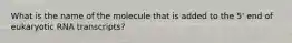 What is the name of the molecule that is added to the 5' end of eukaryotic RNA transcripts?