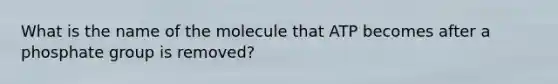 What is the name of the molecule that ATP becomes after a phosphate group is removed?