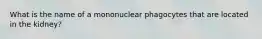 What is the name of a mononuclear phagocytes that are located in the kidney?