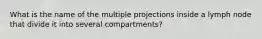 What is the name of the multiple projections inside a lymph node that divide it into several compartments?