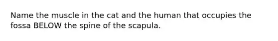 Name the muscle in the cat and the human that occupies the fossa BELOW the spine of the scapula.