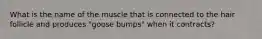 What is the name of the muscle that is connected to the hair follicle and produces "goose bumps" when it contracts?