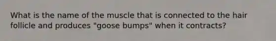 What is the name of the muscle that is connected to the hair follicle and produces "goose bumps" when it contracts?