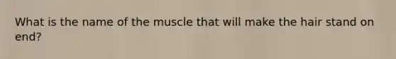 What is the name of the muscle that will make the hair stand on end?