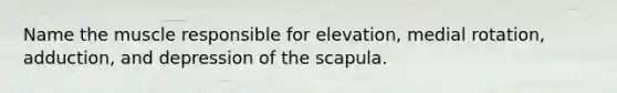 Name the muscle responsible for elevation, medial rotation, adduction, and depression of the scapula.