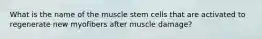 What is the name of the muscle stem cells that are activated to regenerate new myofibers after muscle damage?