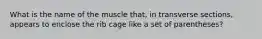 What is the name of the muscle that, in transverse sections, appears to enclose the rib cage like a set of parentheses?