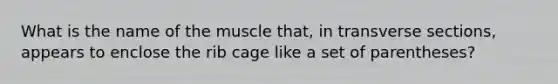 What is the name of the muscle that, in transverse sections, appears to enclose the rib cage like a set of parentheses?