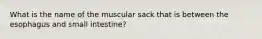 What is the name of the muscular sack that is between the esophagus and small intestine?