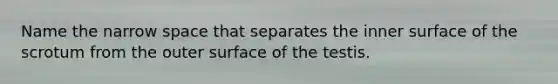Name the narrow space that separates the inner surface of the scrotum from the outer surface of the testis.
