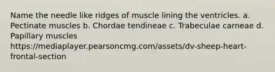 Name the needle like ridges of muscle lining the ventricles. a. Pectinate muscles b. Chordae tendineae c. Trabeculae carneae d. Papillary muscles https://mediaplayer.pearsoncmg.com/assets/dv-sheep-heart-frontal-section