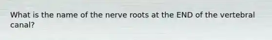 What is the name of the nerve roots at the END of the vertebral canal?