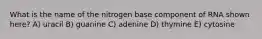 What is the name of the nitrogen base component of RNA shown here? A) uracil B) guanine C) adenine D) thymine E) cytosine