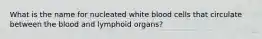 What is the name for nucleated white blood cells that circulate between the blood and lymphoid organs?