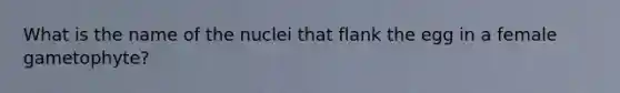 What is the name of the nuclei that flank the egg in a female gametophyte?
