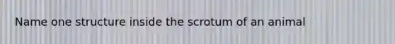 Name one structure inside the scrotum of an animal