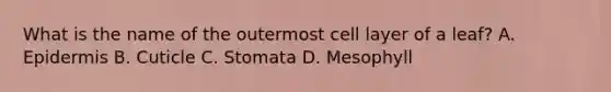 What is the name of the outermost cell layer of a leaf? A. Epidermis B. Cuticle C. Stomata D. Mesophyll
