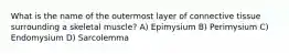 What is the name of the outermost layer of connective tissue surrounding a skeletal muscle? A) Epimysium B) Perimysium C) Endomysium D) Sarcolemma