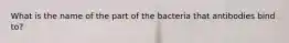 What is the name of the part of the bacteria that antibodies bind to?