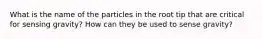 What is the name of the particles in the root tip that are critical for sensing gravity? How can they be used to sense gravity?