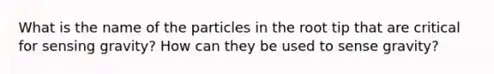 What is the name of the particles in the root tip that are critical for sensing gravity? How can they be used to sense gravity?