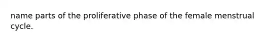 name parts of the proliferative phase of the female menstrual cycle.