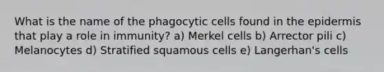 What is the name of the phagocytic cells found in the epidermis that play a role in immunity? a) Merkel cells b) Arrector pili c) Melanocytes d) Stratified squamous cells e) Langerhan's cells