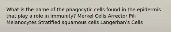 What is the name of the phagocytic cells found in the epidermis that play a role in immunity? Merkel Cells Arrector Pili Melanocytes Stratified squamous cells Langerhan's Cells