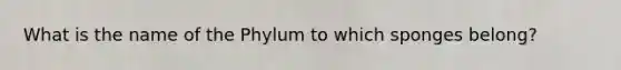 What is the name of the Phylum to which sponges belong?