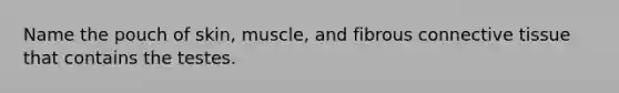 Name the pouch of skin, muscle, and fibrous connective tissue that contains the testes.