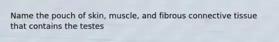 Name the pouch of skin, muscle, and fibrous connective tissue that contains the testes