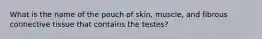 What is the name of the pouch of skin, muscle, and fibrous connective tissue that contains the testes?