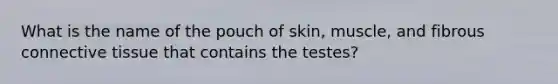 What is the name of the pouch of skin, muscle, and fibrous connective tissue that contains the testes?