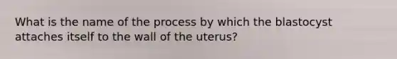 What is the name of the process by which the blastocyst attaches itself to the wall of the uterus?