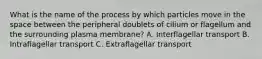 What is the name of the process by which particles move in the space between the peripheral doublets of cilium or flagellum and the surrounding plasma membrane? A. Interflagellar transport B. Intraflagellar transport C. Extraflagellar transport