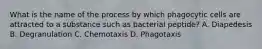 What is the name of the process by which phagocytic cells are attracted to a substance such as bacterial peptide? A. Diapedesis B. Degranulation C. Chemotaxis D. Phagotaxis