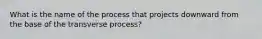 What is the name of the process that projects downward from the base of the transverse process?