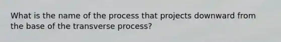 What is the name of the process that projects downward from the base of the transverse process?